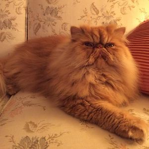 Meet your Posher, Linda